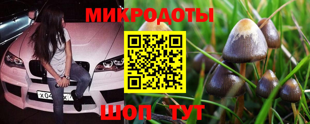 Псилоцибиновые грибы мицелий Новозыбков